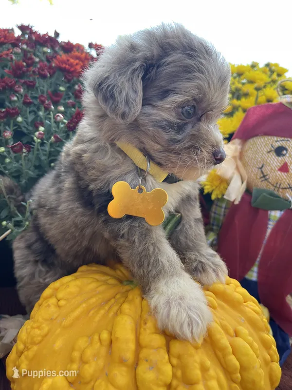 Mini Riley, a female Miniature Aussiedoodle for sale in Bloomfield, MO – Photo 1 of 10