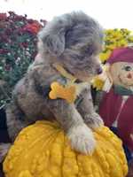 Mini Riley, a female Miniature Aussiedoodle for sale in Bloomfield, MO – Photo 1 of 10