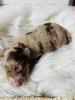 Mini Riley, a female Miniature Aussiedoodle for sale in Bloomfield, MO – Photo 9 of 10