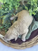 F1bb Mini Oliver , a male Goldendoodle and Miniature Goldendoodle for sale in Bloomfield, MO – 5 of 6