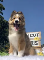 Ruby , a female Shetland Sheepdog for sale in Bloomfield, MO – 5 of 9