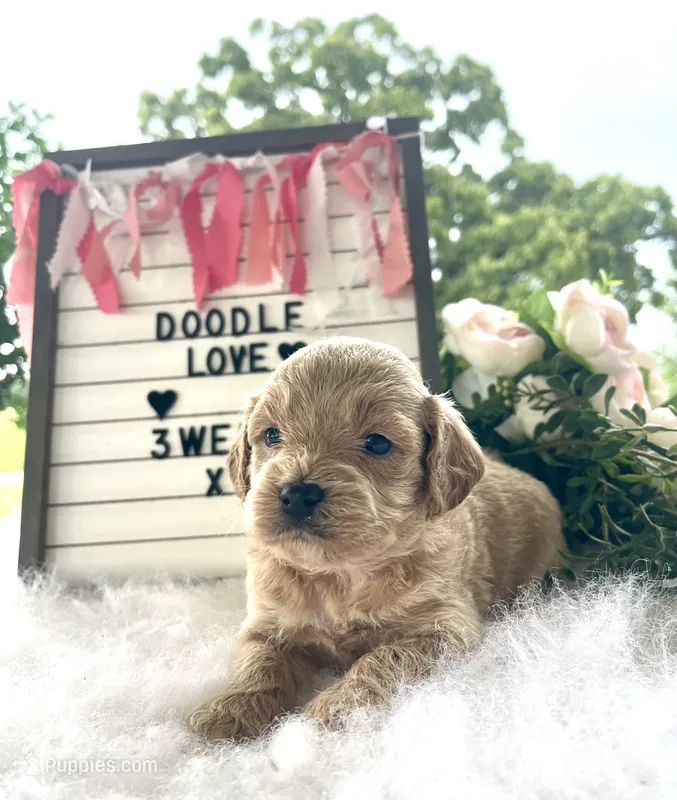 F1bb Mini Paisley – Goldendoodle, Miniature Goldendoodle puppy on hold in Bloomfield, MO