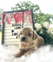 F1bb Mini Paisley, a female Goldendoodle and Miniature Goldendoodle for sale in Bloomfield, MO – 1 of 10