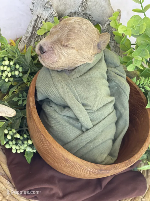 F1bb Mini Oliver  – Goldendoodle, Miniature Goldendoodle puppy for sale in Bloomfield, MO