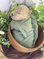 F1bb Mini Oliver , a male Goldendoodle and Miniature Goldendoodle for sale in Bloomfield, MO – 1 of 6