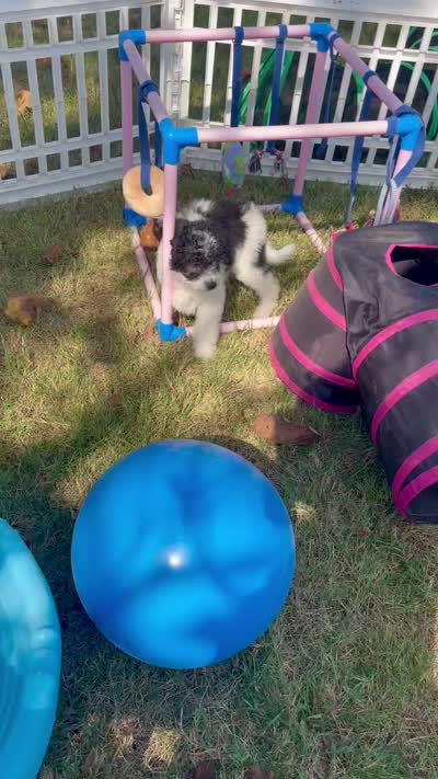 Tulsa (videos) , a female Miniature Aussiedoodle for sale in Bloomfield, MO – 3 of 10