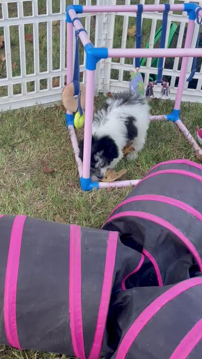 Ansley Video, a female Miniature Aussiedoodle for sale in Bloomfield, MO – 4 of 10