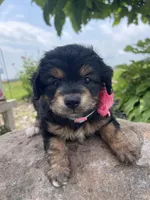 Margo, a female Miniature Aussiedoodle for sale in Bloomfield, MO – Photo 2 of 8
