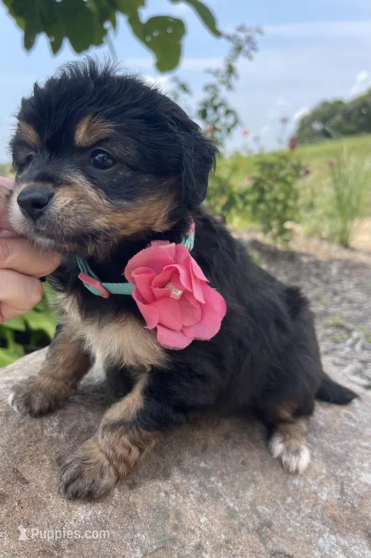 Margo, a female Miniature Aussiedoodle for sale in Bloomfield, MO – Photo 1 of 8