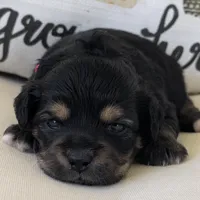 Margo, a female Miniature Aussiedoodle for sale in Bloomfield, MO – Photo 7 of 8
