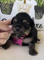 Margo, a female Miniature Aussiedoodle for sale in Bloomfield, MO – Photo 5 of 8