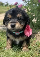 Margo, a female Miniature Aussiedoodle for sale in Bloomfield, MO – Photo 4 of 8
