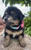 Margo, a female Miniature Aussiedoodle for sale in Bloomfield, MO – Photo 3 of 8