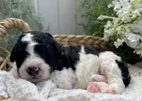 Delilah , a female Miniature Aussiedoodle for sale in Bloomfield, MO – 5 of 5