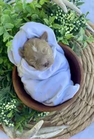 F1bb Mini Dexter, a male Goldendoodle and Miniature Goldendoodle for sale in Bloomfield, MO – 3 of 7