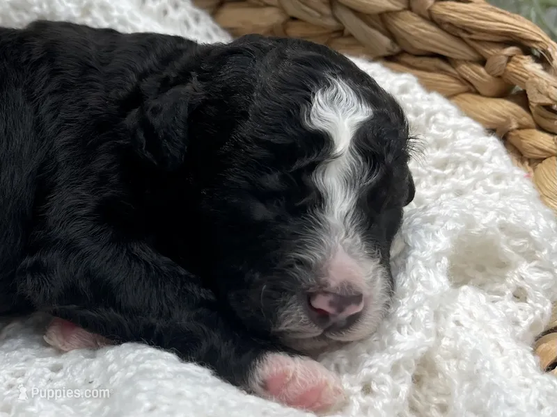 Trace  – Miniature Aussiedoodle puppy for sale in Bloomfield, MO