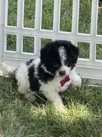 Ansley Video, a female Miniature Aussiedoodle for sale in Bloomfield, MO – 3 of 10