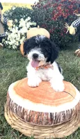 Tulsa (videos) , a female Miniature Aussiedoodle for sale in Bloomfield, MO – 4 of 10