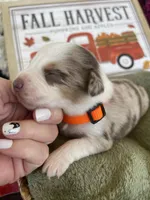 Milo, a male Miniature Australian Shepherd for sale in Bloomfield, MO – Photo 2 of 4