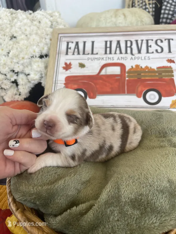 Milo, a male Miniature Australian Shepherd for sale in Bloomfield, MO – Photo 1 of 4