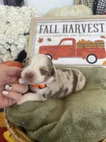 Milo, a male Miniature Australian Shepherd for sale in Bloomfield, MO – Photo 1 of 4