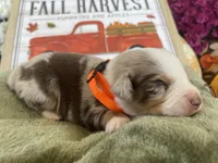 Milo, a male Miniature Australian Shepherd for sale in Bloomfield, MO – Photo 3 of 4