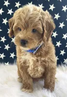 F1bb Mini Dexter, a male Goldendoodle and Miniature Goldendoodle for sale in Bloomfield, MO – 3 of 10