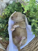 F1bb Mini Dexter, a male Goldendoodle and Miniature Goldendoodle for sale in Bloomfield, MO – 4 of 7