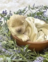 Paisley, a female Goldendoodle and Miniature Goldendoodle for sale in Bloomfield, MO – 4 of 8