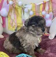 Toy Sammy, a female Miniature Aussiedoodle for sale in Bloomfield, MO – Photo 5 of 5