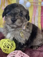 Toy Sammy, a female Miniature Aussiedoodle for sale in Bloomfield, MO – Photo 3 of 5