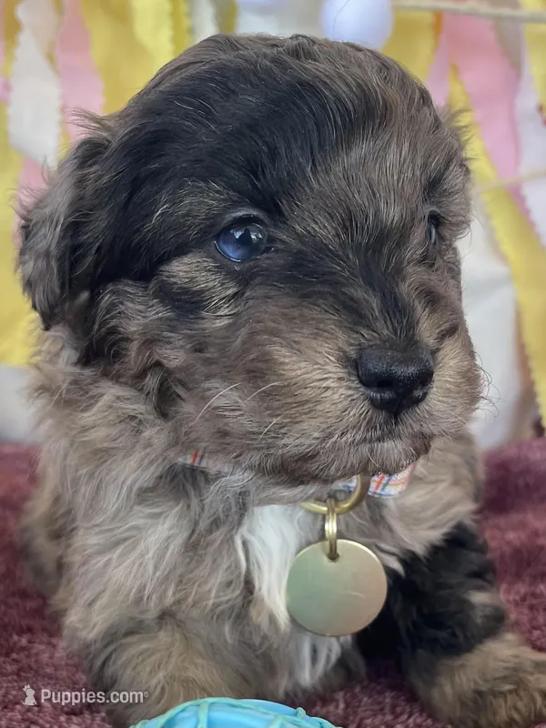 Toy Sammy, a female Miniature Aussiedoodle for sale in Bloomfield, MO – Photo 1 of 5