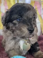 Toy Sammy, a female Miniature Aussiedoodle for sale in Bloomfield, MO – Photo 1 of 5