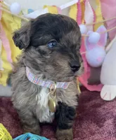 Toy Sammy, a female Miniature Aussiedoodle for sale in Bloomfield, MO – Photo 4 of 5