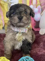Toy Sammy, a female Miniature Aussiedoodle for sale in Bloomfield, MO – Photo 2 of 5