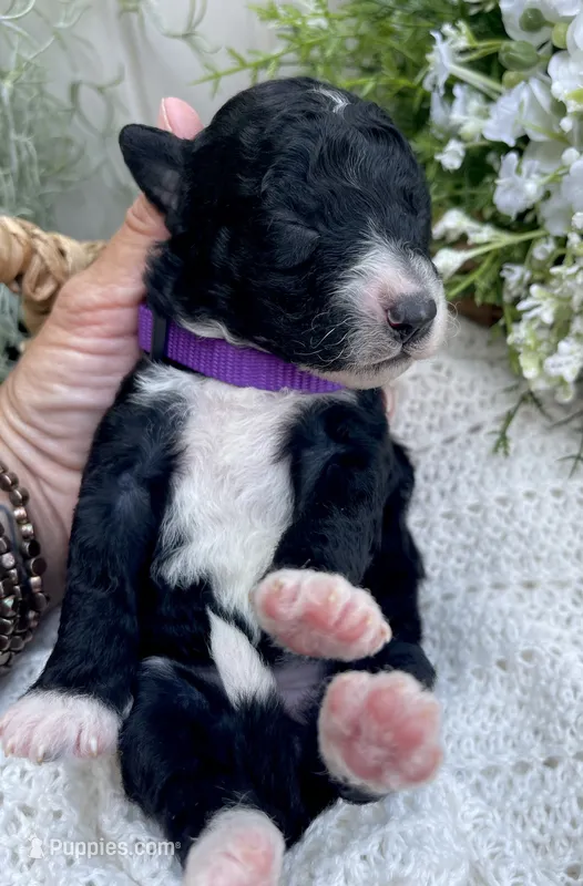Onyx – Miniature Aussiedoodle puppy for sale in Bloomfield, MO