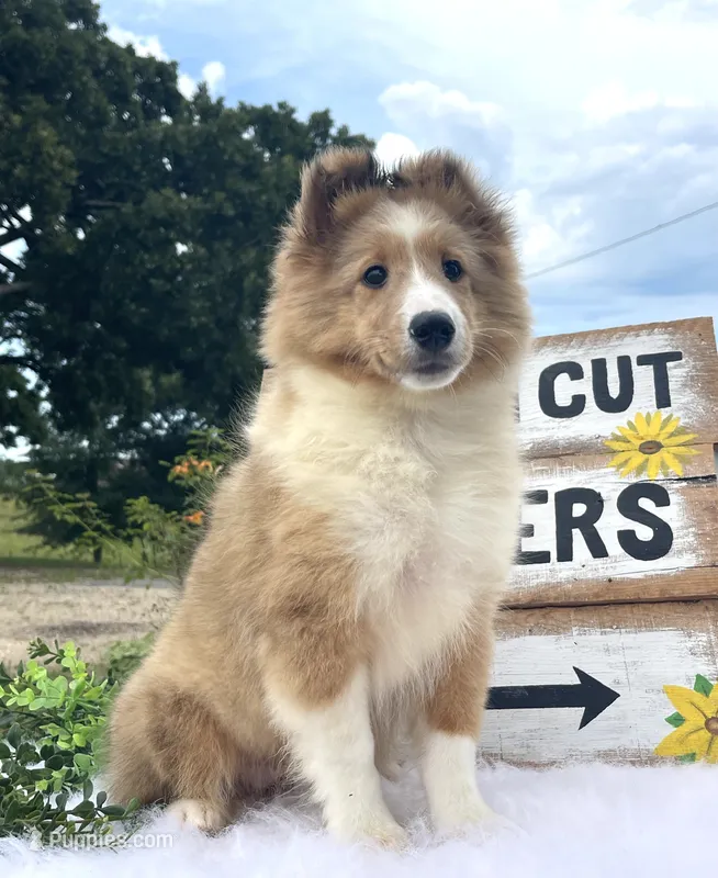 Mindy – Shetland Sheepdog puppy for sale in Bloomfield, MO