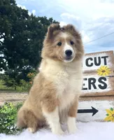 Mindy, a female Shetland Sheepdog for sale in Bloomfield, MO – 1 of 10