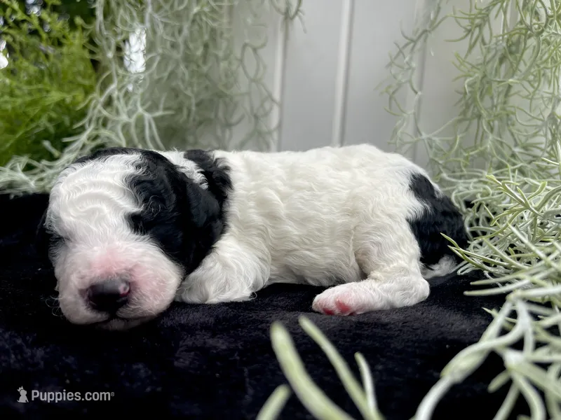 Jasper – Miniature Aussiedoodle puppy for sale in Bloomfield, MO