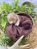 F1bb Mini Parker , a male Goldendoodle and Miniature Goldendoodle for sale in Bloomfield, MO – 7 of 7