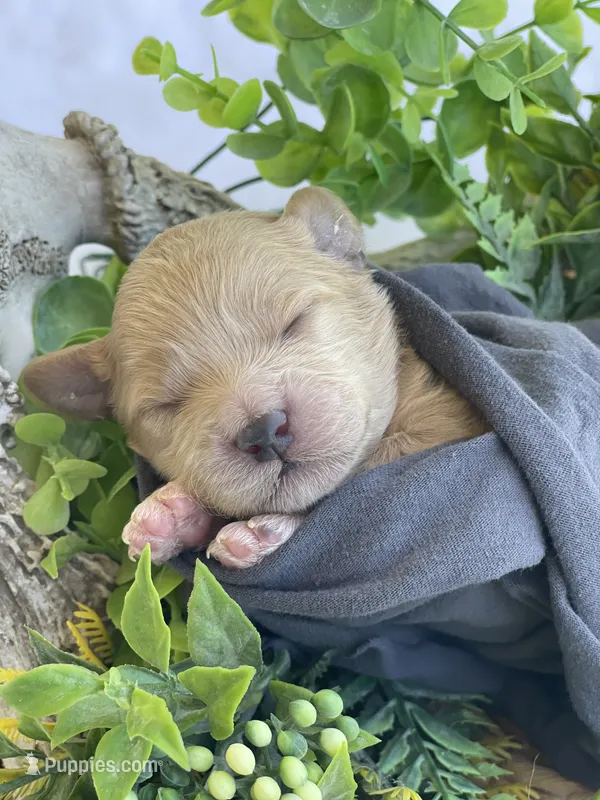 F1bb Mini Carter – Goldendoodle, Miniature Goldendoodle puppy for sale in Bloomfield, MO