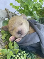 F1bb Mini Carter, a male Goldendoodle and Miniature Goldendoodle for sale in Bloomfield, MO – 1 of 8