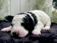 Jasper, a male Miniature Aussiedoodle for sale in Bloomfield, MO – 3 of 6