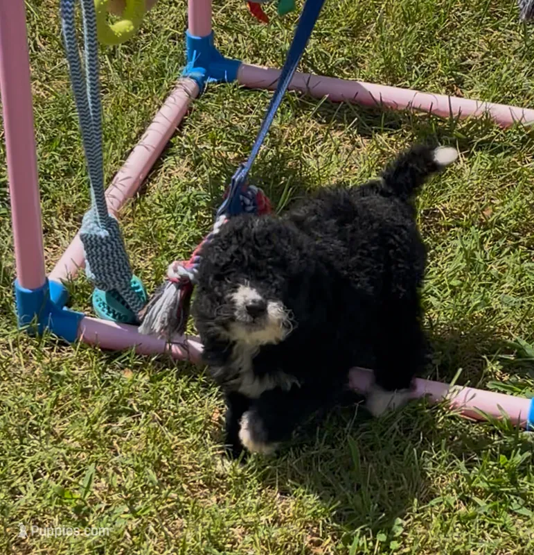Onyx – Miniature Aussiedoodle puppy on hold in Bloomfield, MO