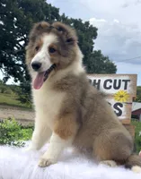 Allie, a female Shetland Sheepdog for sale in Bloomfield, MO – 4 of 9
