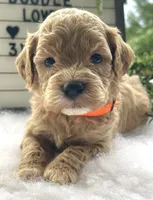 F1bb Mini Dexter, a male Goldendoodle and Miniature Goldendoodle for sale in Bloomfield, MO – 5 of 10