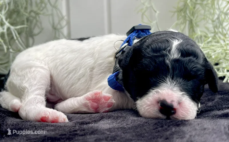 Jet – Miniature Aussiedoodle puppy for sale in Bloomfield, MO