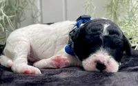 Jet, a male Miniature Aussiedoodle for sale in Bloomfield, MO – 1 of 6