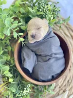 F1bb Mini Carter, a male Goldendoodle and Miniature Goldendoodle for sale in Bloomfield, MO – 2 of 8