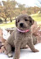 Millie, a female Goldendoodle for sale in Bloomfield, MO – Photo 1 of 4